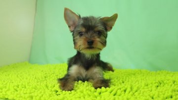 ヨークシャーテリア【栃木県・男の子・2018年3月21日・スチールブルー&タン】の写真「INTチャンピオンの孫で小柄な男の子です。」