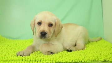 ラブラドールレトリバー【栃木県・男の子・2019年3月23日・イエロー】の写真「色素が強く程よい毛色の男の子です。」