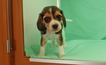 ビーグル【栃木県・女の子・2016年1月1日・ブラックタン&ホワイト】の写真「良血統の女の子です。」