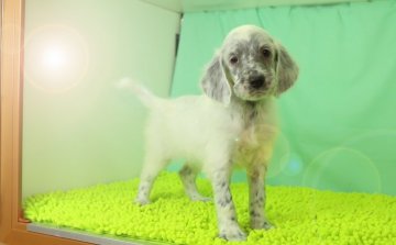 イングリッシュセッター【栃木県・女の子・2016年9月30日・ブルーベルトン】の写真「人懐こく甘えん坊です。」