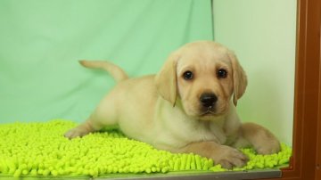 ラブラドールレトリバー【栃木県・男の子・2019年3月23日・イエロー】の写真「色素が強く程よい毛色の男の子です。」