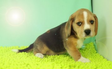 ビーグル【栃木県・女の子・2016年9月28日・ブラックタン&ホワイト】の写真「骨格の良いしっかりした女の子です。」