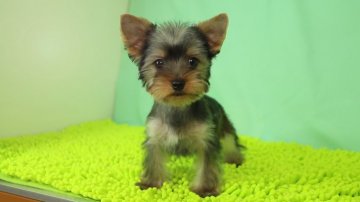 ヨークシャーテリア【栃木県・男の子・2018年3月21日・スチールブルー&タン】の写真「INTチャンピオンの孫で小柄な男の子です。」