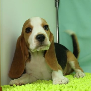 ビーグル【栃木県・男の子・2024年6月30日・ブラックタン&ホワイト】の写真「一番小柄な骨格の子です。」