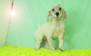 イングリッシュセッター【栃木県・女の子・2016年9月30日・ブルーベルトン】の写真「人懐こく甘えん坊です。」