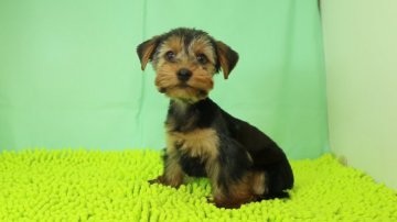 ヨークシャーテリア【栃木県・男の子・2019年2月24日・スチールブルー&タン】の写真「疾患も無くしっかりした骨格の子です。」