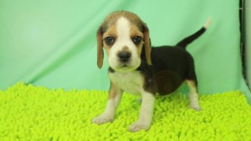 ビーグル【栃木県・女の子・2017年9月27日・ブラックタン&ホワイト】の写真「良血統高クオリティです。」