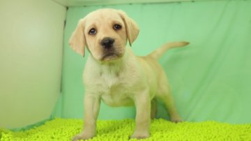 ラブラドールレトリバー【栃木県・女の子・2019年3月23日・イエロー】の写真「色素が強く、毛色の白い女の子です。」