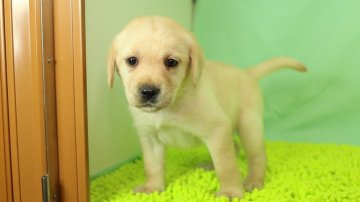 ラブラドールレトリバー【栃木県・女の子・2020年7月11日・イエロー】の写真「PRA（進行性網膜委縮症）になりません。」