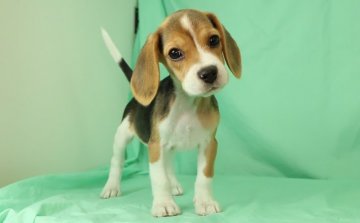 ビーグル【栃木県・女の子・2016年6月5日・ブラックタン&ホワイト】の写真「良血統の女の子」