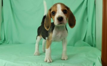 ビーグル【栃木県・女の子・2016年6月5日・ブラックタン&ホワイト】の写真「良血統の女の子」