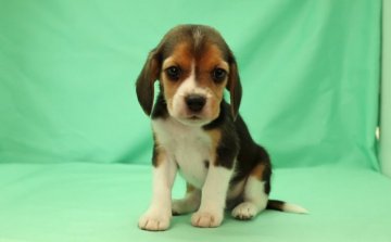 ビーグル【栃木県・男の子・2016年1月1日・ブラックタン&ホワイト】の写真「良血統の男の子★」