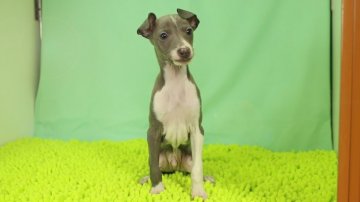 イタリアングレーハウンド【栃木県・男の子・2020年9月6日・ブルー&ホワイト】の写真「小柄で人懐こい性格の男の子です。」