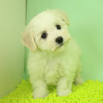 ビションフリーゼ【栃木県・女の子・2022年12月10日・ホワイト】の写真「足の短い毛量のある子です。」