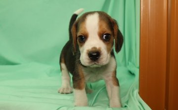 ビーグル【栃木県・男の子・2016年6月5日・ブラックタン&ホワイト】の写真「アメリカ名門犬舎の血統」
