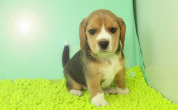 ビーグル【栃木県・男の子・2016年9月28日・ブラックタン&ホワイト】の写真「小柄な体格でやんちゃな男の子です。」