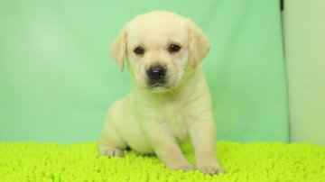 ラブラドールレトリバー【栃木県・男の子・2018年6月22日・イエロー】の写真「JKCチャンピオン直子です。」