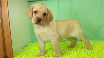 ラブラドールレトリバー【栃木県・女の子・2019年3月23日・イエロー】の写真「色素が強く、毛色のかなり濃い女の子です。」