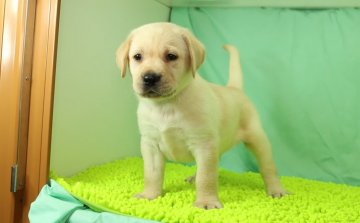 ラブラドールレトリバー【栃木県・男の子・2016年7月10日・イエロー】の写真「骨格構成のしっかりした子です。」