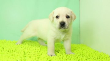 ラブラドールレトリバー【栃木県・女の子・2019年3月23日・イエロー】の写真「色素が強く、毛色の白い女の子です。」