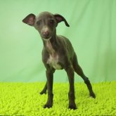 イタリアングレーハウンド