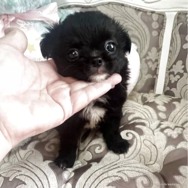 shmcos 様のお迎えした子犬