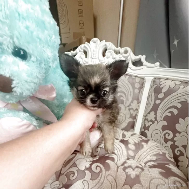 ID:2508-06767の子犬