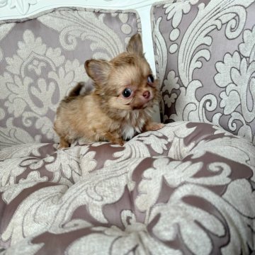 チワワ(ロング)【兵庫県・男の子・2024年10月1日・フォーン】の写真「小さな小さな可愛いお顔の男の仔」