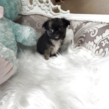 チワワ(ロング)【兵庫県・女の子・2025年9月14日・レッド&ホワイト】の写真「鼻ぺちゃの可愛い小さな女の子」