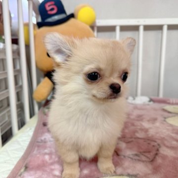 チワワ(ロング)【兵庫県・男の子・2024年12月2日・クリーム】の写真「もふもふの鼻ぺちゃの可愛いお顔の男の仔。」