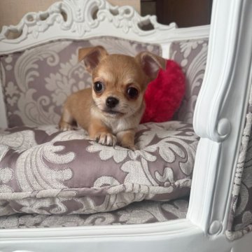 チワワ(スムース)【兵庫県・男の子・2024年11月9日・レッド】の写真「明るい性格の可愛い子」