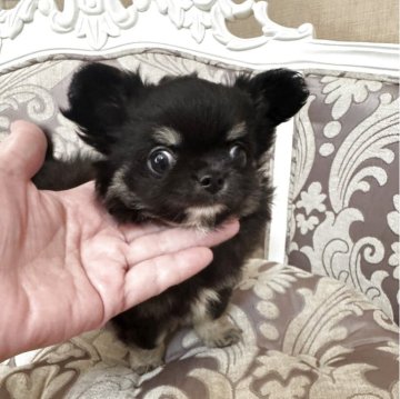 チワワ(ロング)【兵庫県・男の子・2025年8月28日・ブラックタン】の写真「鼻ぺちゃ短足ドワーフタイプの可愛い男の子」