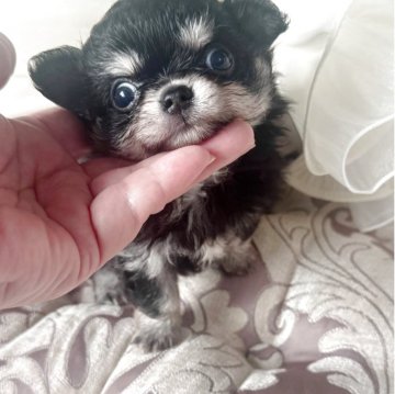 チワワ(ロング)【兵庫県・女の子・2025年4月7日・ブラッククリーム】の写真「可愛いお顔の女の仔
鼻ぺちゃさん」