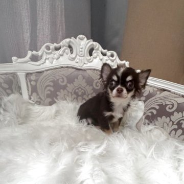 チワワ(ロング)【兵庫県・男の子・2025年6月17日・チョコタン&ホワイト】の写真「きれいなチョコカラーの男の子」