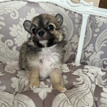 チワワ(ロング)【兵庫県・男の子・2024年10月1日・レッド】の写真「鼻ぺちゃで可愛いお顔の男の子」