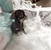 チワワ(スムース)【兵庫県・女の子・2025年9月14日・チョコレートタン】の写真1「小さな可愛い女の子。今はお耳立ってませんが、将来は立ってくるとおもいます。」