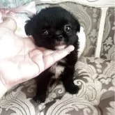 チワワ(ロング)