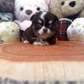 チワワ(ロング)