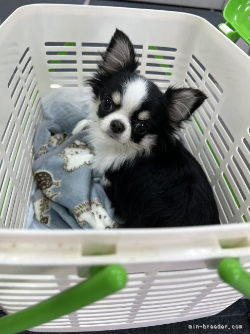 チワワ(ロング)【・女の子・2022年1月17日・ブラックタン】