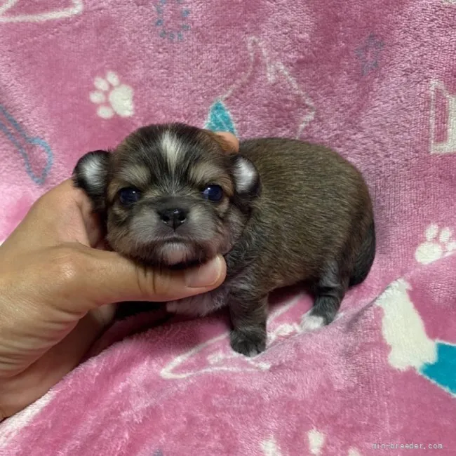 ID：2204-03754の子犬