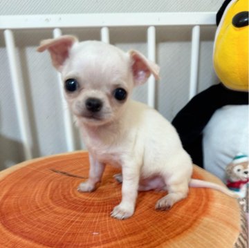 チワワ(スムース)【兵庫県・男の子・2024年5月23日・クリーム】の写真「優しい可愛いお顔の男の仔」