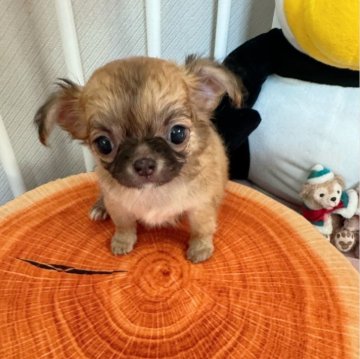 チワワ(ロング)【兵庫県・女の子・2024年5月23日・レッド】の写真「可愛いお顔の小さな女の仔」