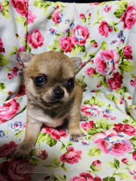 チワワ(スムース)【兵庫県・男の子・2021年9月11日・フォーン】の写真「可愛いスムチの男の子」