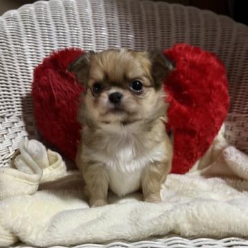 チワワ(ロング)【兵庫県・女の子・2022年11月18日・フォーンホワイト】の写真「可愛いお顔の鼻ぺちゃちわわ」