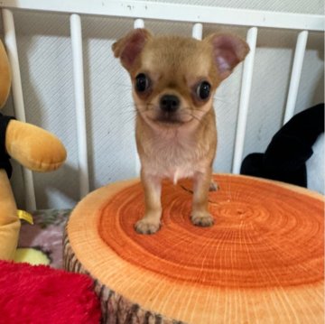 チワワ(スムース)【兵庫県・女の子・2024年5月7日・フォーン】の写真「鼻ぺちゃの可愛い女の仔」