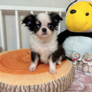 チワワ(ロング)【兵庫県・男の子・2024年5月18日・ブラックホワイト】の写真「優しい可愛いお顔の男の仔」