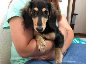 ミニチュアダックスフンド(ロング)【兵庫県・女の子・2019年2月8日・ブラックタン】の写真「人懐っこい、陽気な女の子です。」