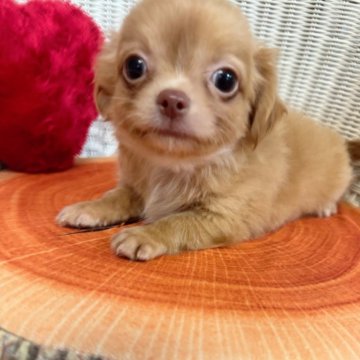 チワワ(ロング)【兵庫県・男の子・2024年7月17日・ゴールド】の写真「鼻ぺちゃ短足ドワーフタイプの男の仔」