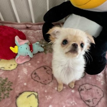 チワワ(ロング)【兵庫県・女の子・2024年1月2日・クリーム】の写真「募集は6月末までになります」