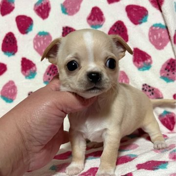 チワワ(スムース)【兵庫県・女の子・2024年1月2日・ホワイト&クリーム】の写真「可愛い優しいお顔の女の子」